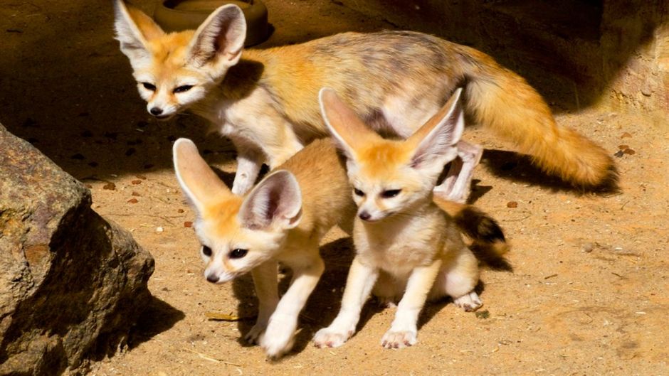 Desert Fox.   - Morocco