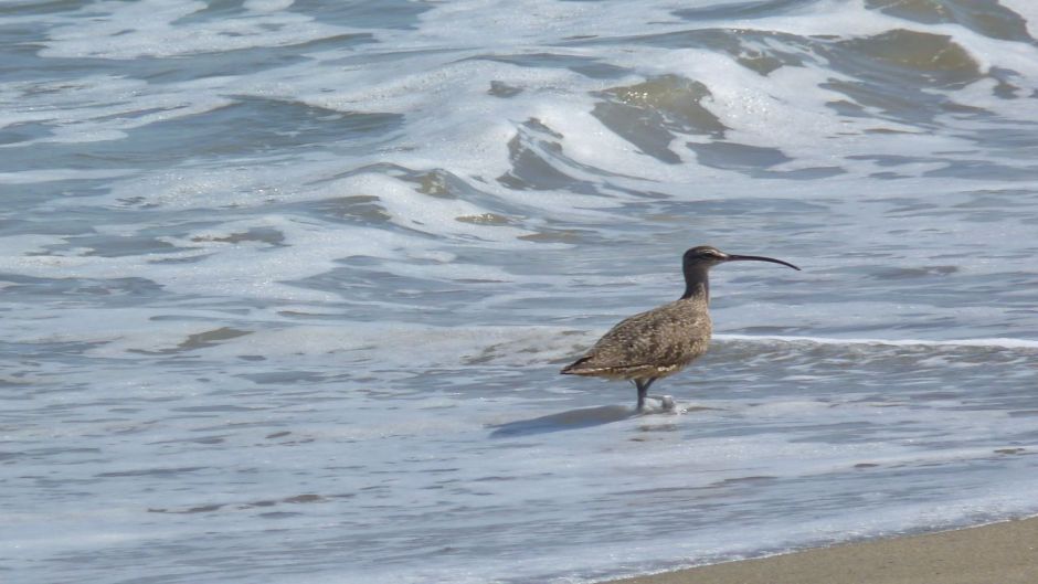 Curlew, Guia de Fauna. RutaChile.   - MALVINAS