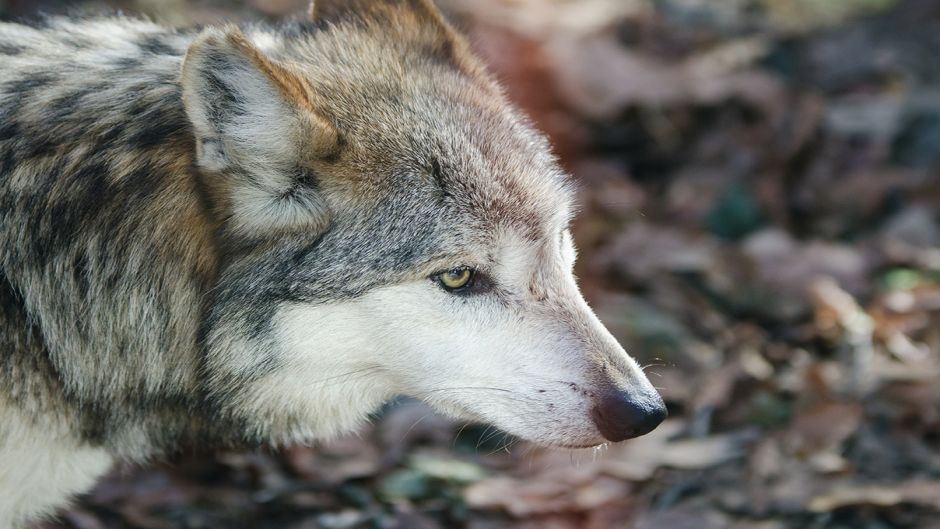 Mexican wolf.   - UNITED STATES