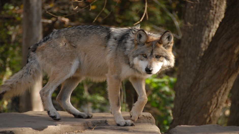 Mexican wolf.   - 