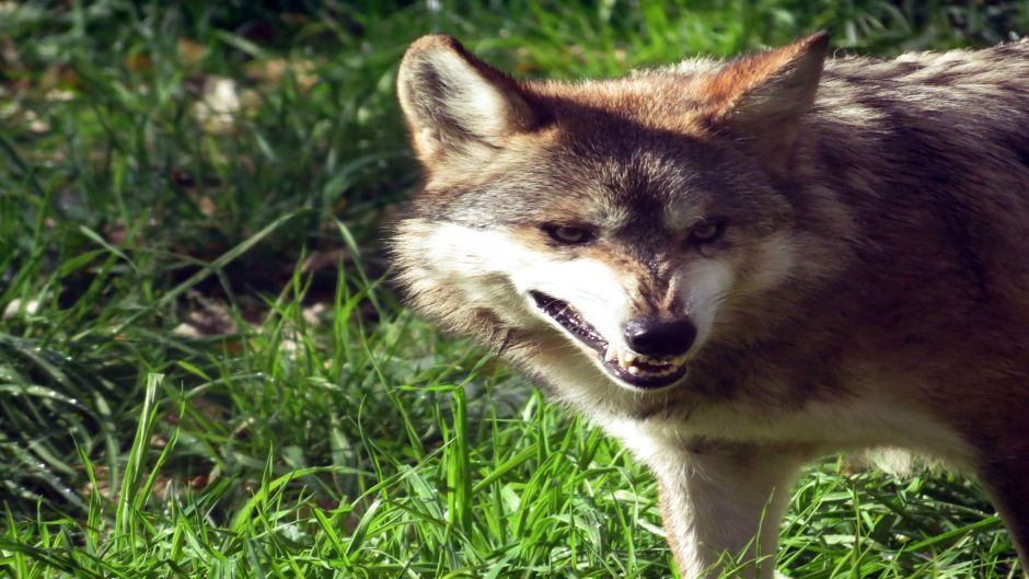 Mexican wolf.   - 