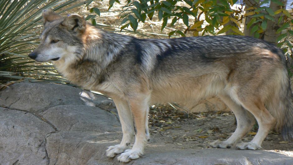 Mexican wolf.   - 