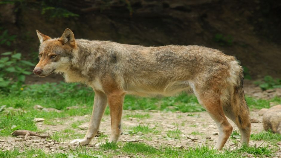 Apennine Wolf.   - ITALY