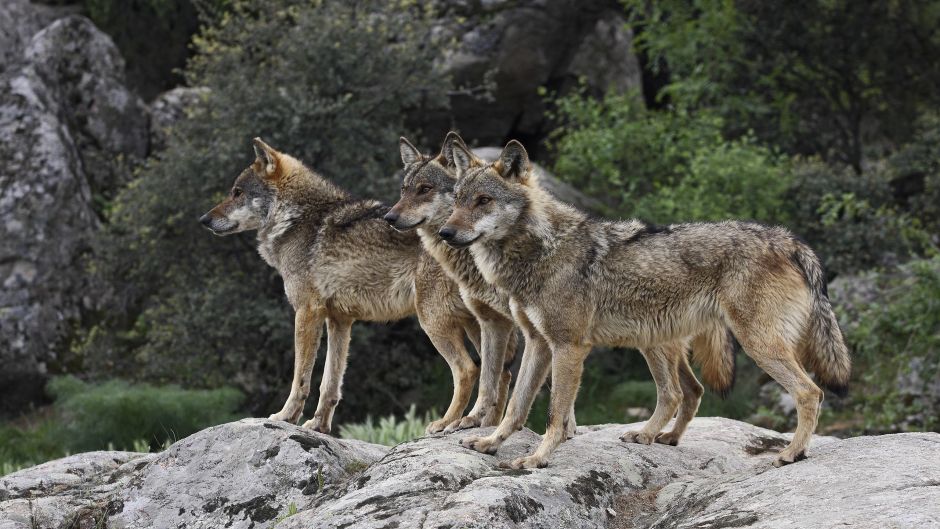 Apennine Wolf.   - 