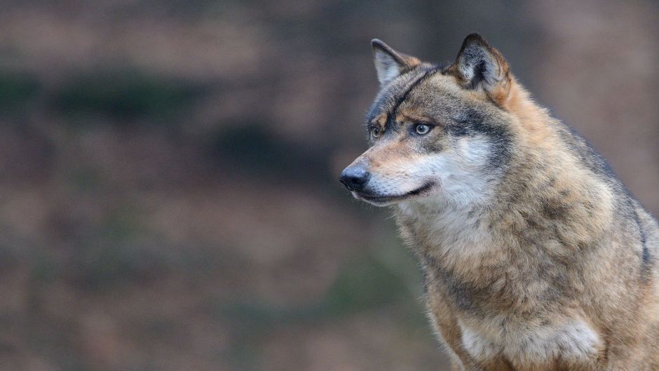 Apennine Wolf.   - Spain