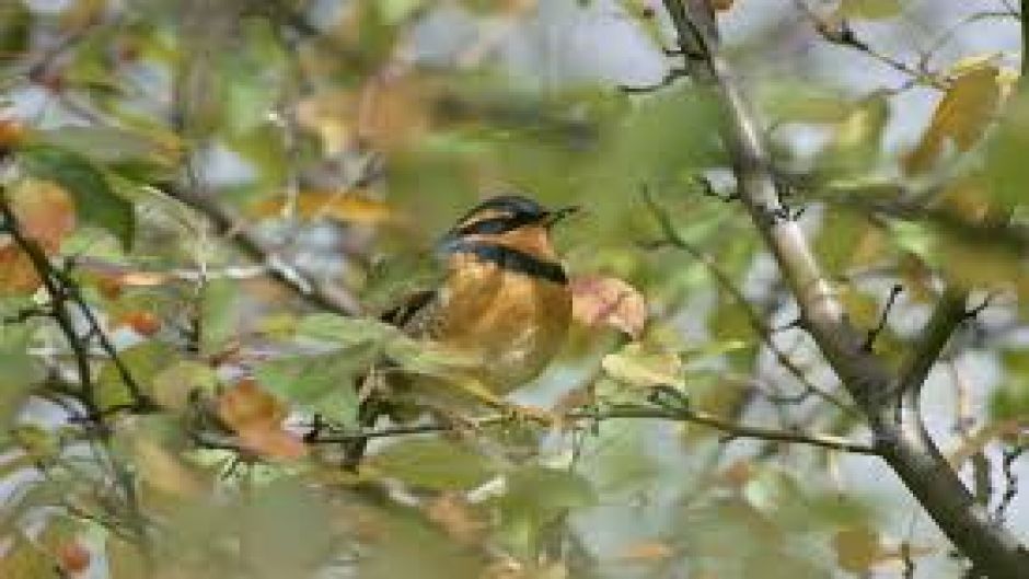 Varied Thrush.   - UNITED STATES