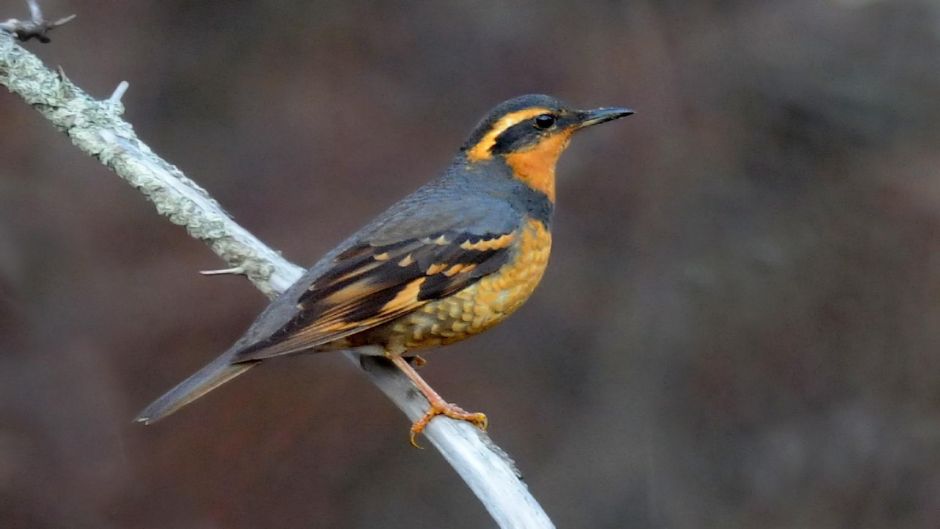 Varied Thrush.   - UNITED STATES