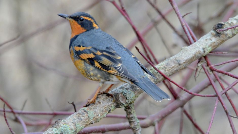 Varied Thrush.   - 