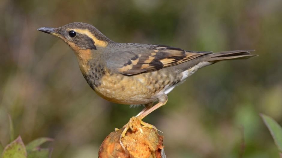 Varied Thrush.   - 