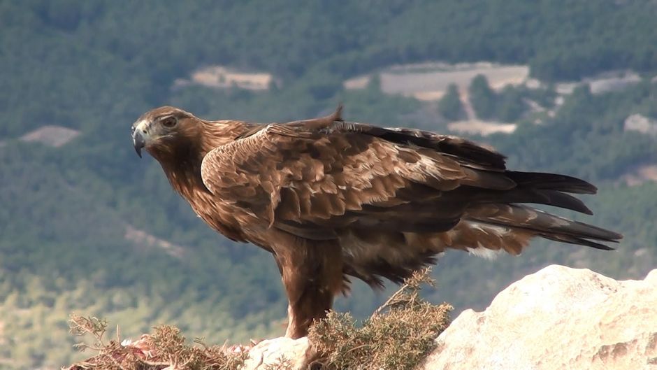 Royal Eagle.   - CANADA