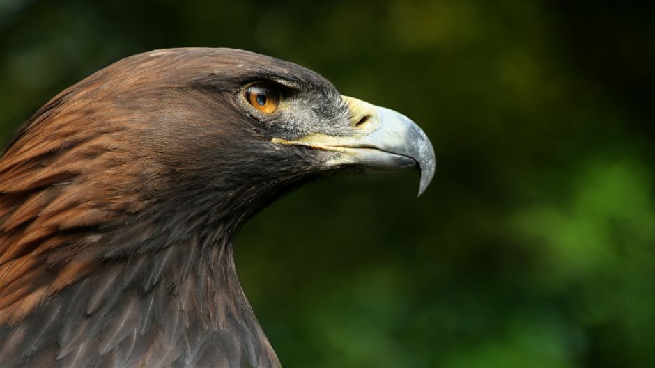 Royal Eagle.   - CANADA