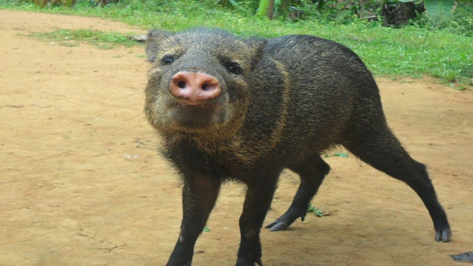 Collared Peccary.   - EL SALVADOR