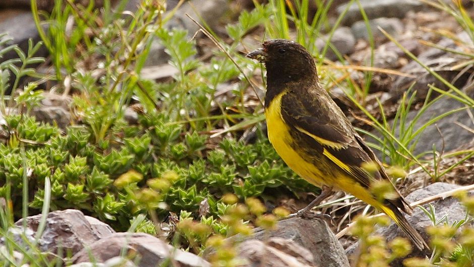 Yellow-rumped Siskin, Guia de Fauna. RutaChile.   - CHILE