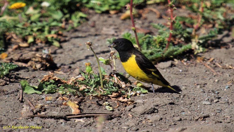 Yellow-rumped Siskin, Guia de Fauna. RutaChile.   - 