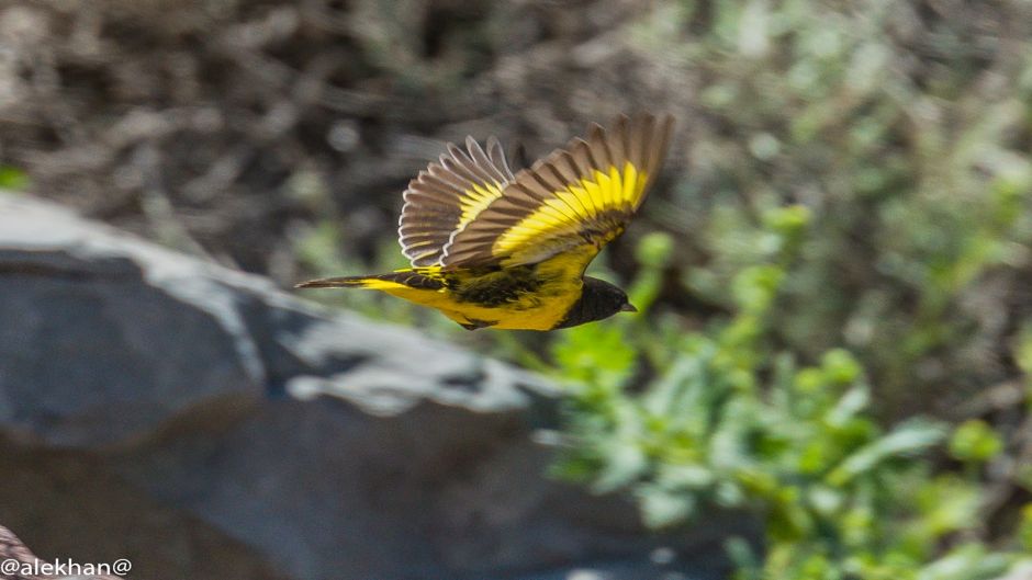 Yellow-rumped Siskin, Guia de Fauna. RutaChile.   - CHILE