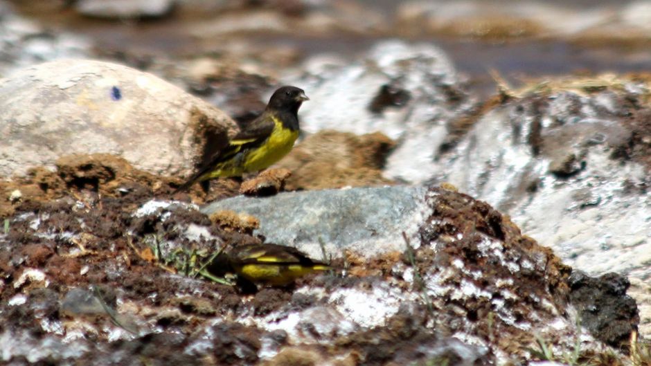 Yellow-rumped Siskin, Guia de Fauna. RutaChile.   - ARGENTINA