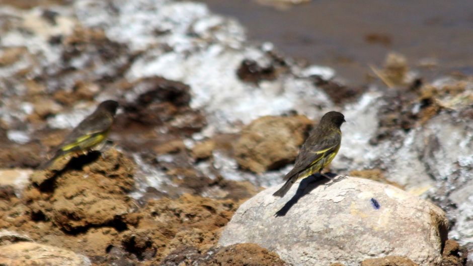 Yellow-rumped Siskin, Guia de Fauna. RutaChile.   - 