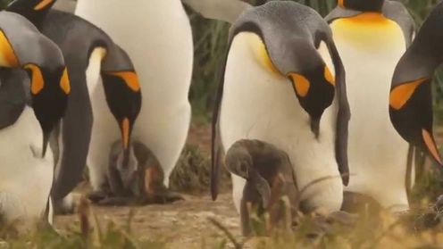 Penguin King Park, Punta Arenas