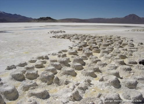 Natural Monument Salar de Surire, Putre