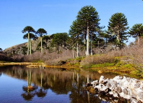 Tolhuaca National Park , Victoria