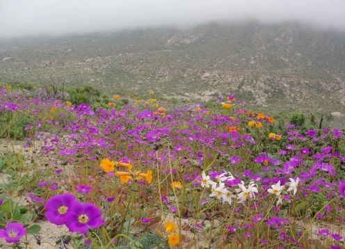 Llanos de Challes National Park