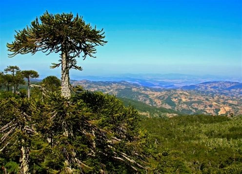 Nahuelbuta National Park, Angol