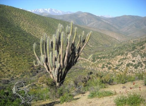 Las Chinchillas National Reserve, Illapel