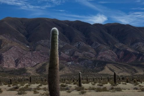 Los Cardones National Park, 