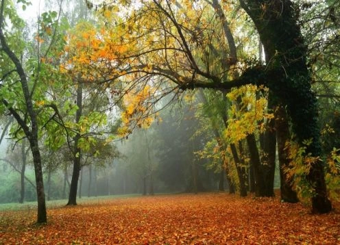 Botanical Garden of the Austral University of Chile, Valdivia