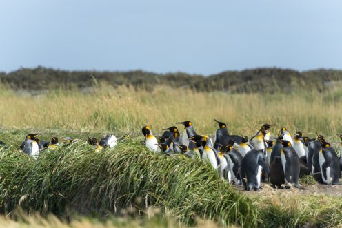 Magdalena Island National Park, Punta Arenas