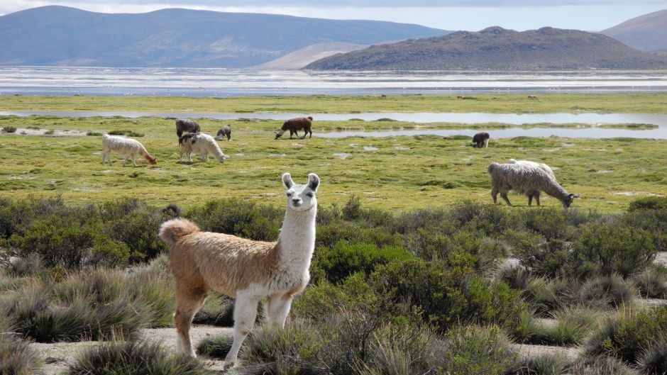 LAUCA NATIONAL PARK AND SALAR SURIRE, , 