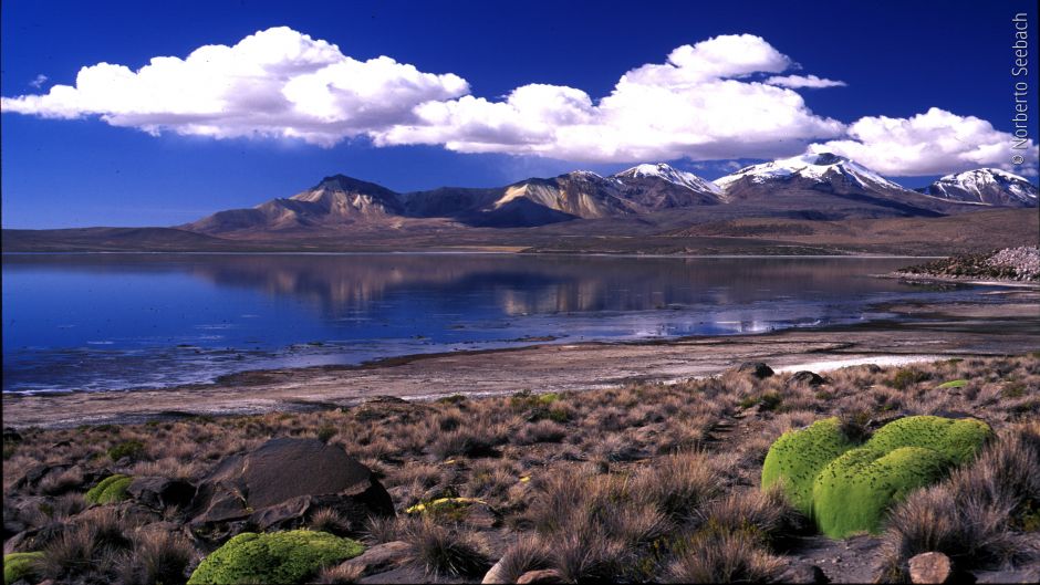 ARICA - LAUCA NATIONAL PARK - IQUIQUE, , 