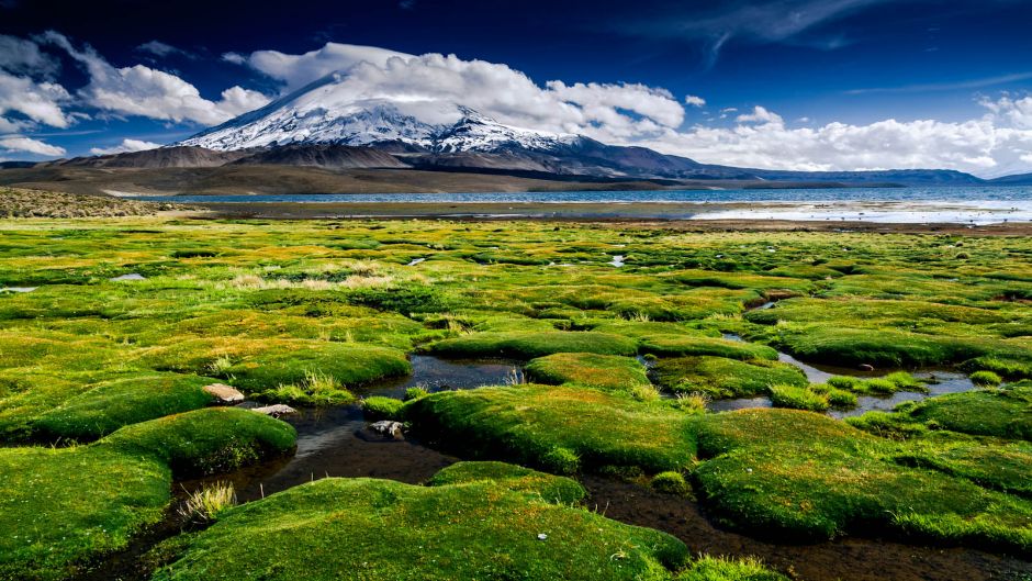 ARICA - LAUCA NATIONAL PARK - IQUIQUE, , 