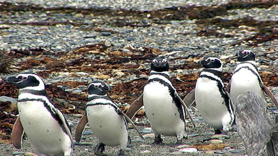 PUNTA ARENAS AND PINGUINS, , 