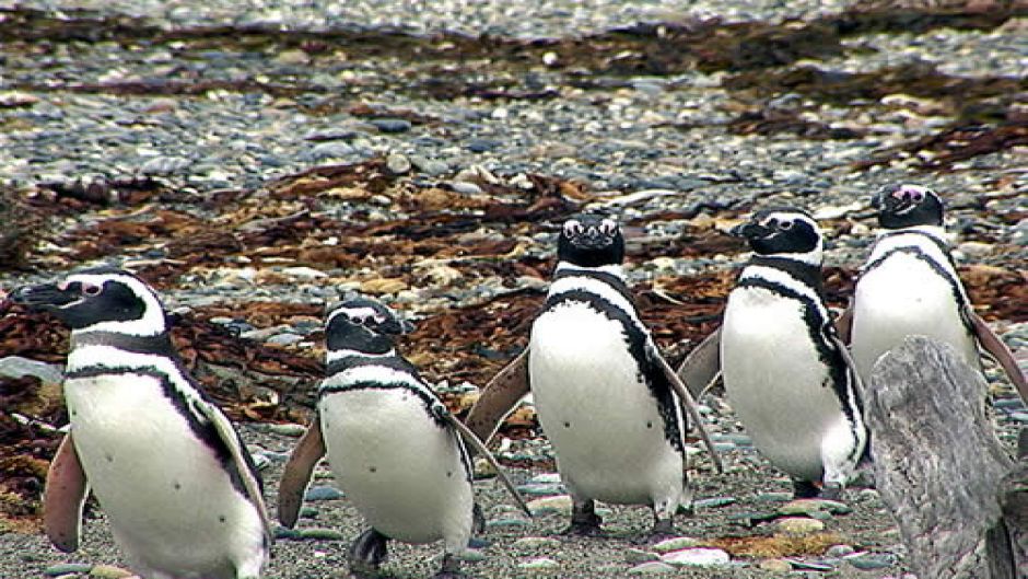 PUNTA ARENAS AND PINGUINS, , 