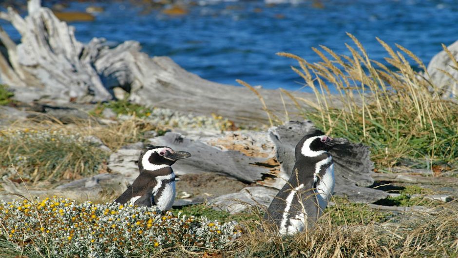 PUNTA ARENAS AND PINGUINS, , 