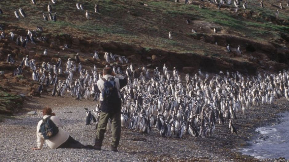 PUNTA ARENAS AND PINGUINS, , 