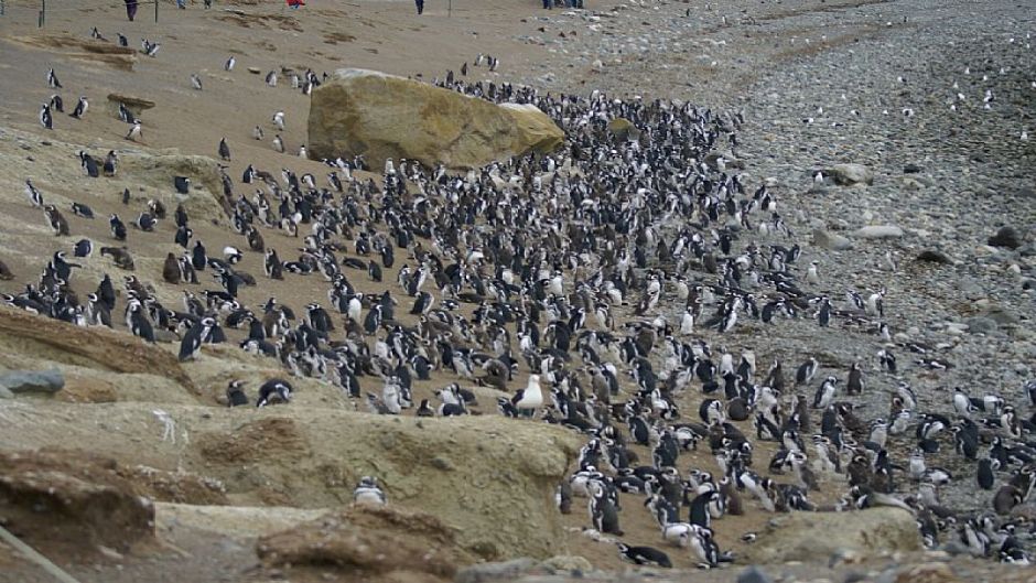 PUNTA ARENAS AND PINGUINS, , 