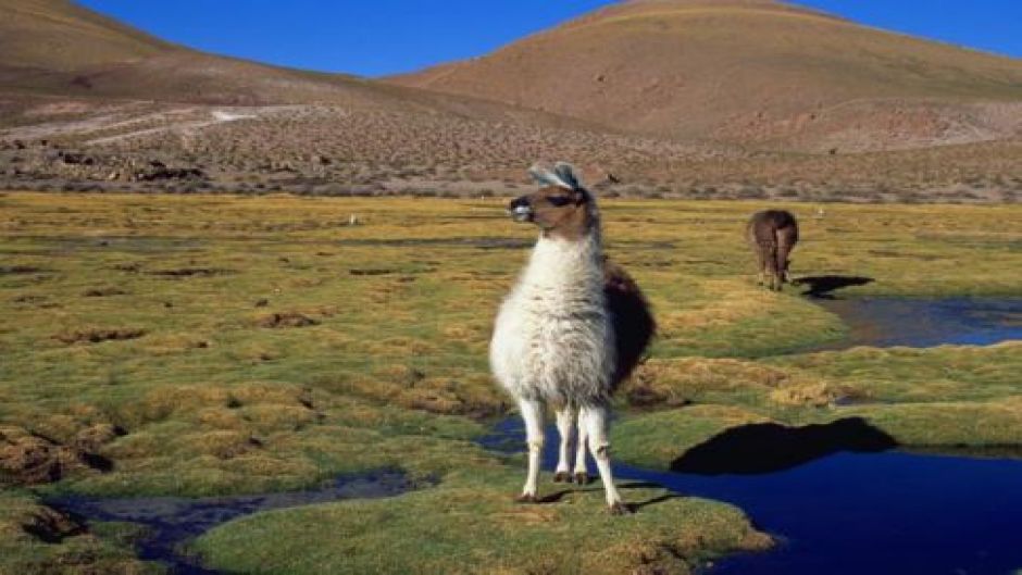 KNOWING SAN PEDRO DE ATACAMA, , 