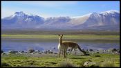 LAUCA NATIONAL PARK AND SALAR SURIRE, , 