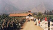 WINE ROUTE - MAIPO VALLEY IN CHILE, , 