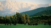 WINE ROUTE - MAIPO VALLEY IN CHILE, , 