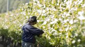 WINE ROUTE - MAIPO VALLEY IN CHILE, , 