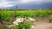 WINE ROUTE - MAIPO VALLEY IN CHILE, , 