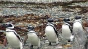 PUNTA ARENAS AND PINGUINS, , 