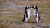 PUNTA ARENAS AND PINGUINS, , 