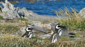 PUNTA ARENAS AND PINGUINS, , 