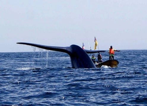 Chanaral  de Aceituno Tour  (Whale watching), 