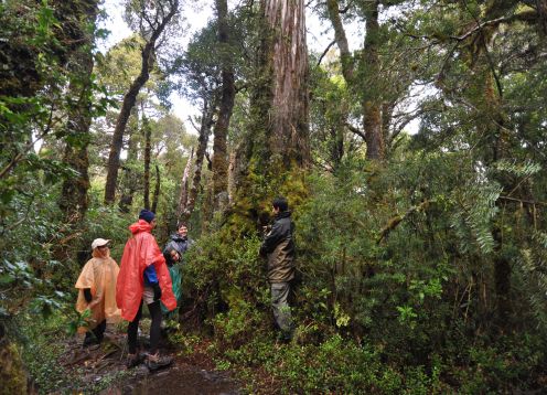 Coastal Reserve Valdiviana (coastal Alerce), Valdivia