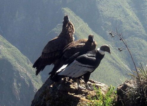 Tour to the Colca Canyon in 2 days, starting and ending in Arequipa. Arequipa, PERU